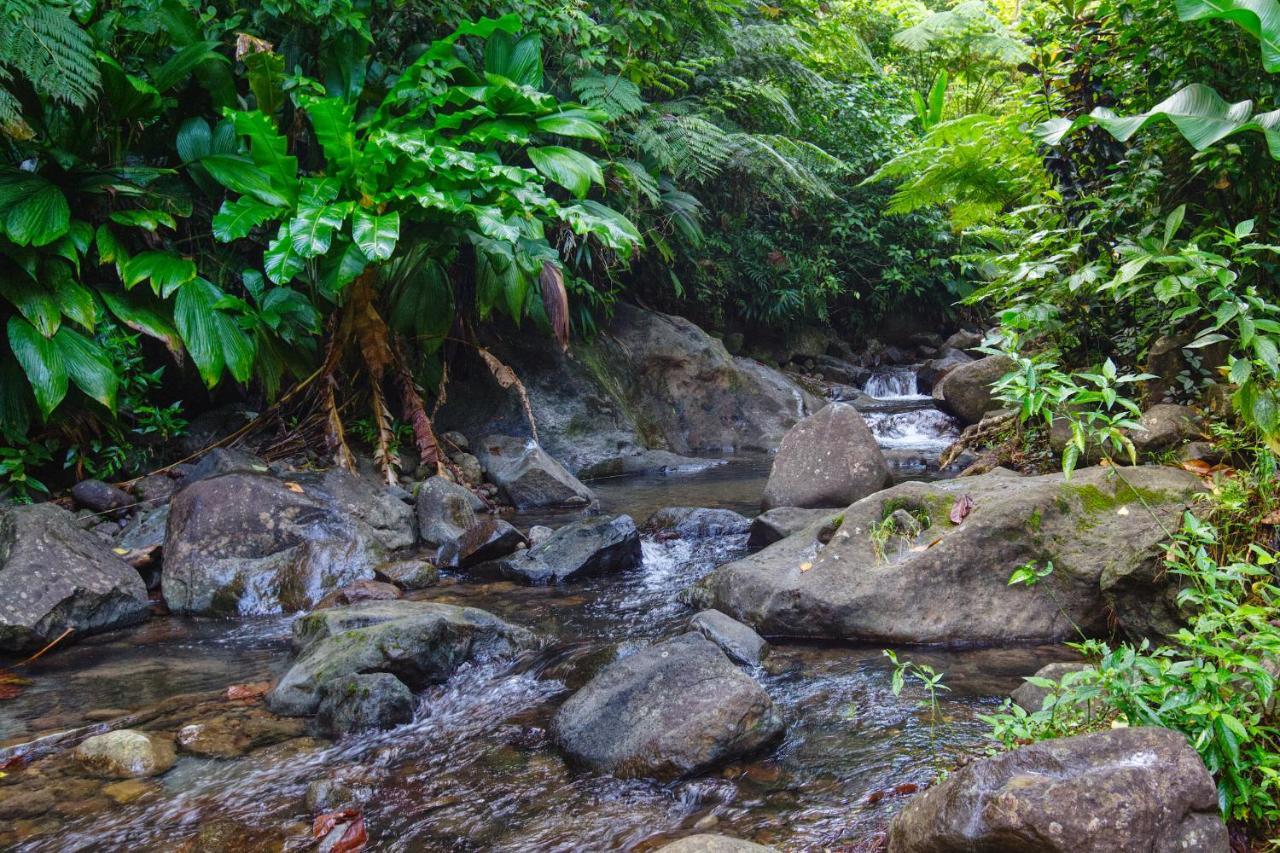 Roots Jungle Retreat Villa Marigot Dış mekan fotoğraf