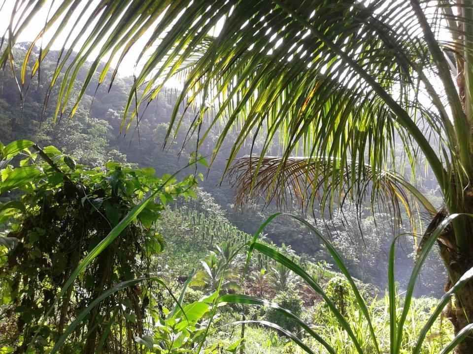 Roots Jungle Retreat Villa Marigot Dış mekan fotoğraf