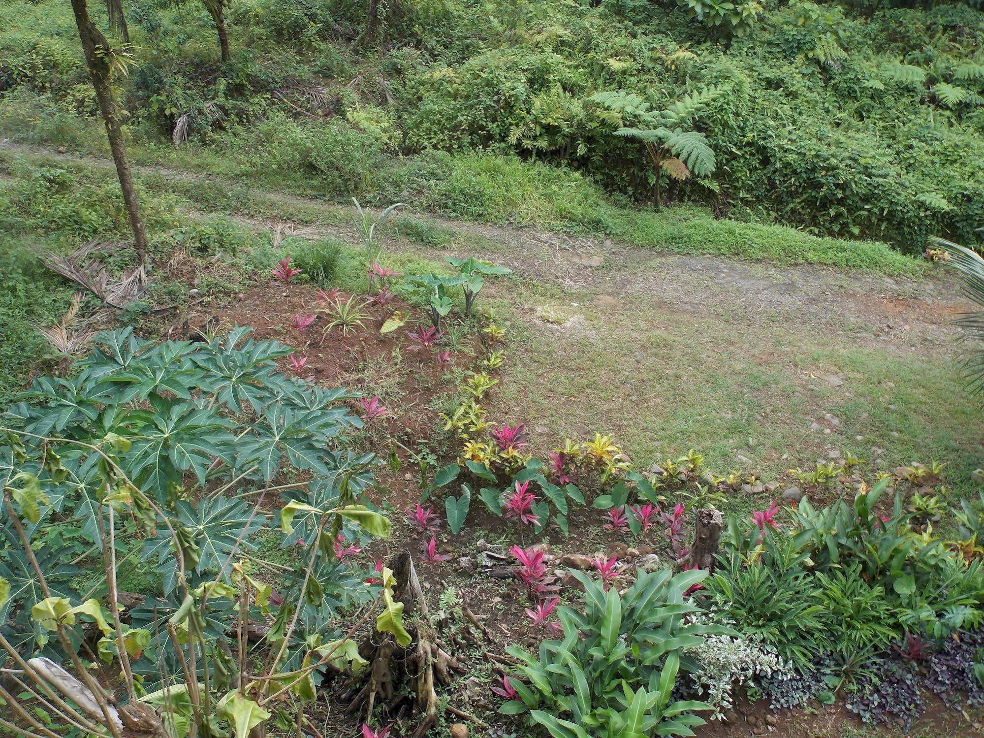 Roots Jungle Retreat Villa Marigot Dış mekan fotoğraf